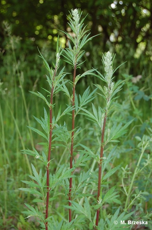 Artemisia_vulgaris_(bylica_pospolita).jpg