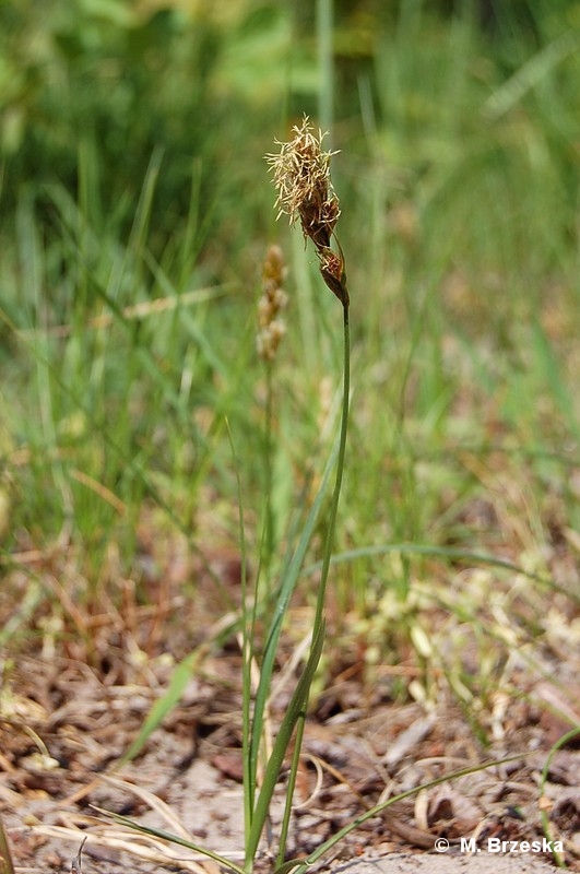 Carex_arenaria_(turzyca_piaskowa).jpg