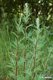 Artemisia_vulgaris_(bylica_pospolita)