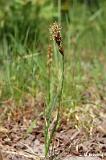 Carex_arenaria_(turzyca_piaskowa)