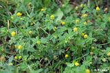 Trifolium_dubium_(koniczyna_drobnoglowkowa)